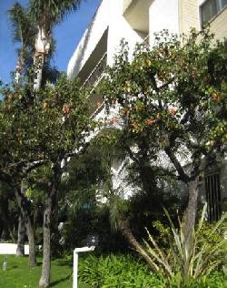 Doheny Terrace