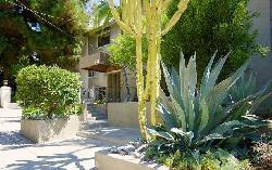 938 Palm