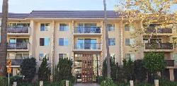Brentwood Sycamore