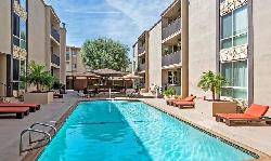 Brentwood Sycamore