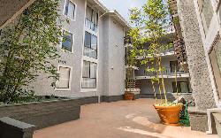 Brentwood Cedar Tree