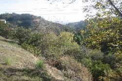 Laurel Canyon
