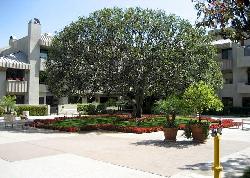 Century Hill